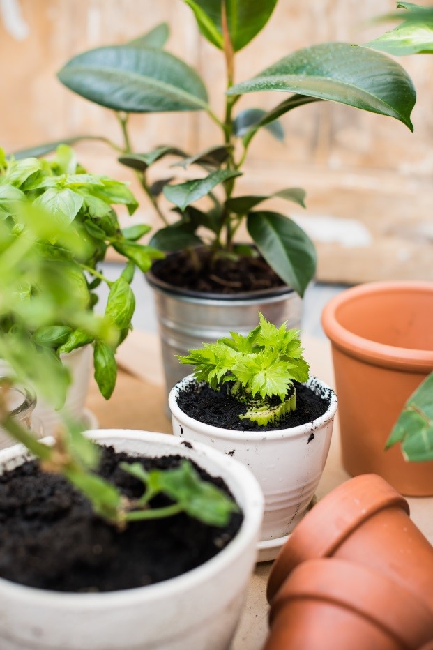 6 Tips on How to Grow Healthy PlantsI Hate Cleaning